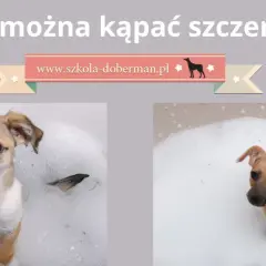 Kąpiel szczeniaka: kiedy bezpieczna i jak zrobić to dobrze?
