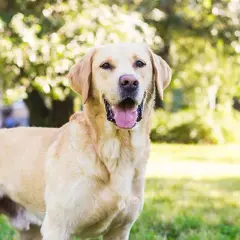 Labrador czy Golden Retriever? Wybierz idealnego psa!