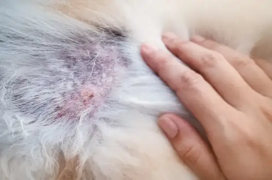 Alergia u psa: Ile kosztują testy i jak nie przepłacić?