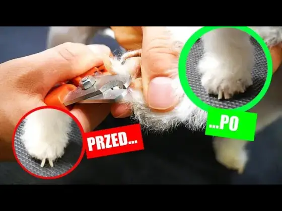 Obcinanie pazurów szczeniakowi: Poradnik, jak to zrobić bezpiecznie?