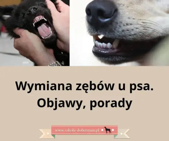 Kiedy owczarek niemiecki zmienia zęby? Objawy, kalendarz, wsparcie