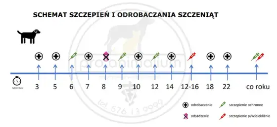 Szczeniak na spacer: Po którym szczepieniu? Pełny poradnik